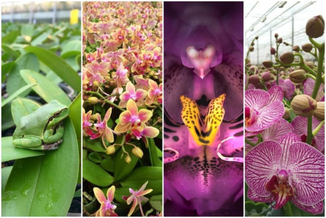 Orchideafarm és az Őrség elfeledett emlékei