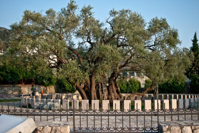 Olívaszüret Montenegróban