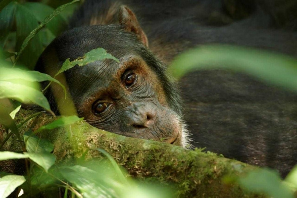 Uganda varázsa Csimpánzok és hegyi gorillák világa