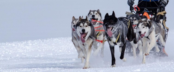 Eszkimók között Grönland hómezőin ***