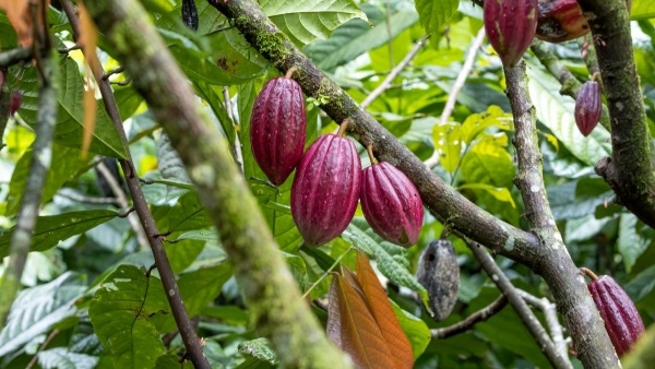 COSTA RICA, JAMAICA-I PIHENÉSSEL ***