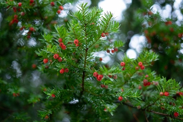 Advent a Bledi- tónál, busszal