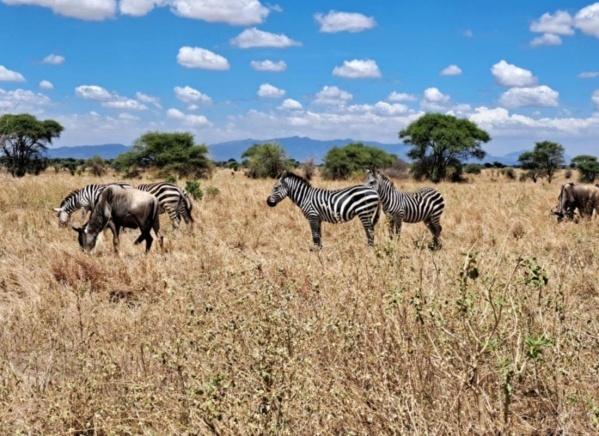 Szafari Tanzániában Zanzibári pihenéssel ****