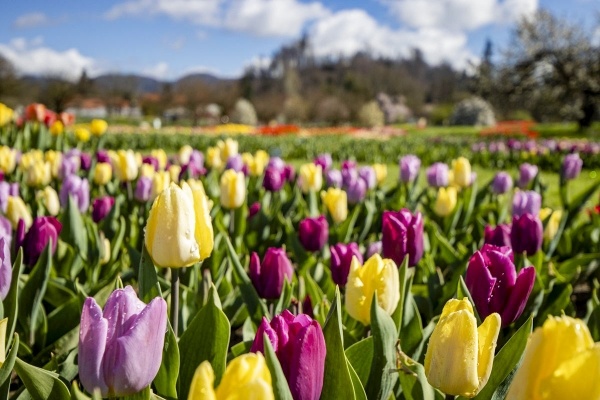 Volčji Potok arborétum rózsái és Maribor