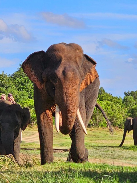 Körutazás Srí Lankán, pihenéssel a tengerparton - csoportos körutazás