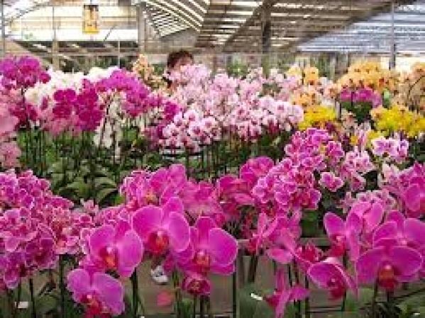 Orchideafarm és Tulipánmező