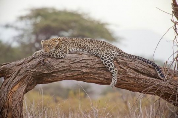 Kenya - Szafarik és pihenés ***