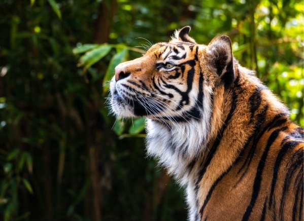 Tigris és nagyvad szafari