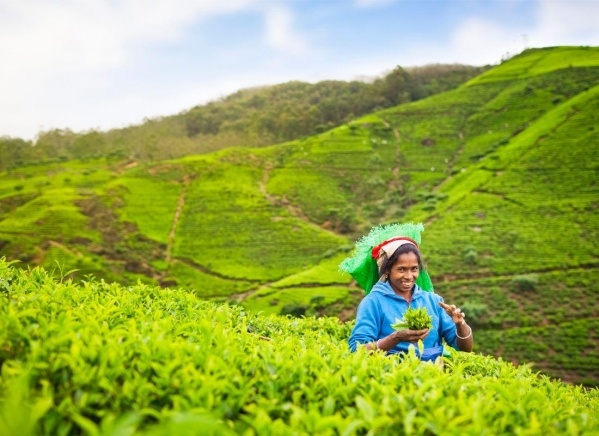 Körutazás Srí Lankán, Maldív-szigeteki pihenéssel szilveszterkor