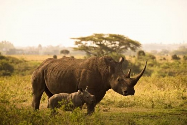 Kenya - Szafarik és pihenés ***