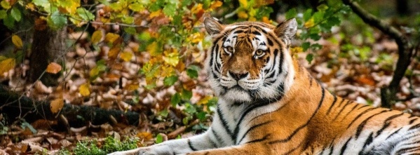 Tigris- és nagyvad szafari