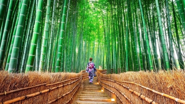 Japán Körút - Fuji Árnyéka, Bambuszerdők Titka