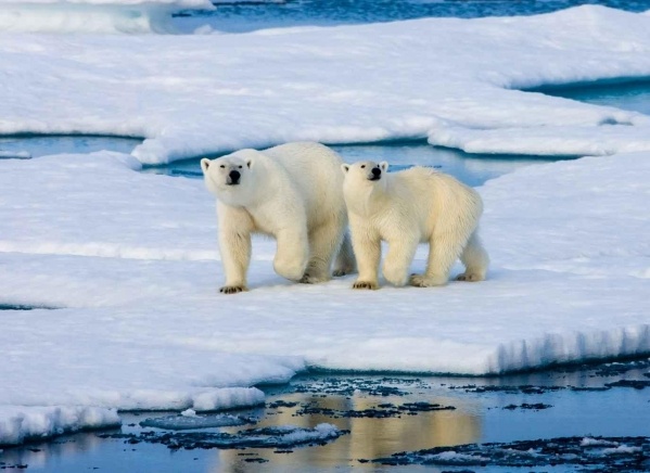Svalbard - A jégvilág (Spitzbergák)