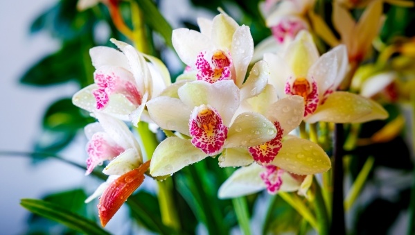Horvát- szlovén mozaikok: Plitvicei-tavak és mesés orchideák