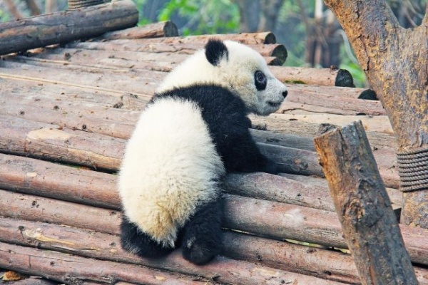 Kína: Pandák, Jangce-hajóút és Hainan trópusi partjai - csoportos körutazás pihenéssel - 2027.03.25.-04.08.
