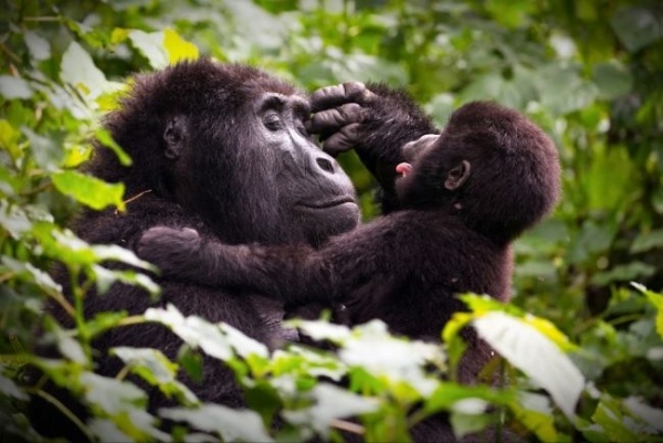 Uganda, Afrika gyöngyszeme: csimpánzok és hegyi gorillák nyomában - csoportos körutazás 2027.06.17-27.