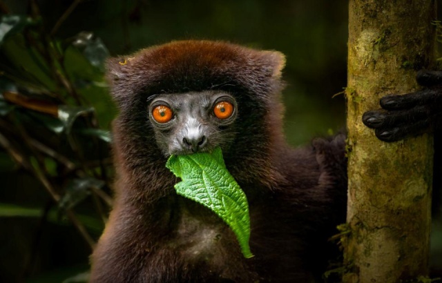 Madagaszkári kalandok pihenéssel a Seychelle-szigeteken - 2027. április